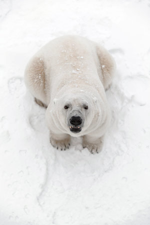 Big polar bear in the snow, look predatorの写真素材