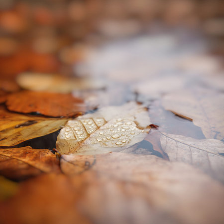 Leaves in water, beech leaves in autumn, shallow depth of field, beautiful blurの写真素材
