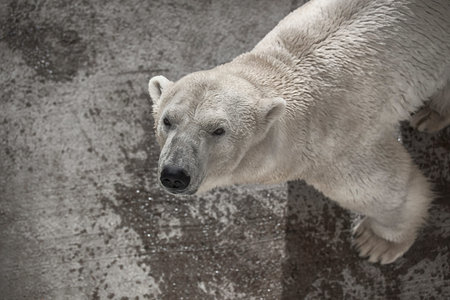 polar bear on the concreteの写真素材