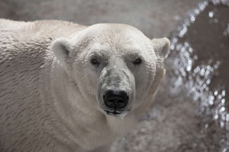 polar bear on the concreteの写真素材