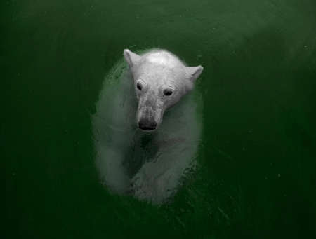 Swimming polar bear, white bear in waterの写真素材