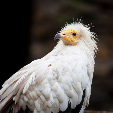 Average vulture, Neophron percnopterusの写真素材