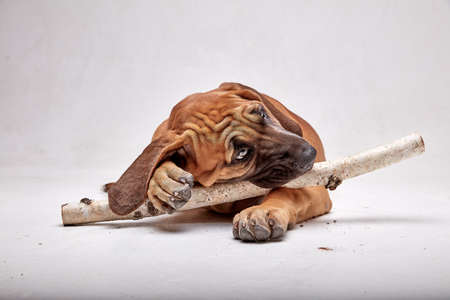 Mastiff Puppy. Brazilian Mastiff also known as Fila Brasileiro. Puppy on white background.の写真素材