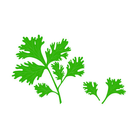 Parsley leaf in flat style isolated illustration on white background. Green fresh parsley vector.のイラスト素材