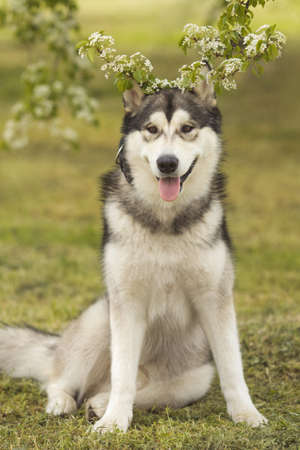 Alaskan malamute dog standing on grass at springtime meadowの写真素材