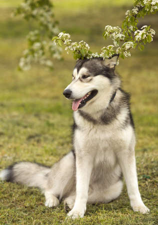 Alaskan malamute dog standing on grass at springtime meadowの写真素材
