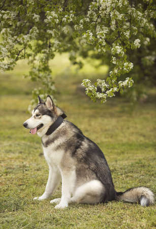 Alaskan malamute dog standing on grass at springtime meadowの写真素材