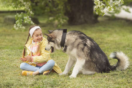 Cute girl sitting on the grass and playing with her funny friend malamute dogの写真素材