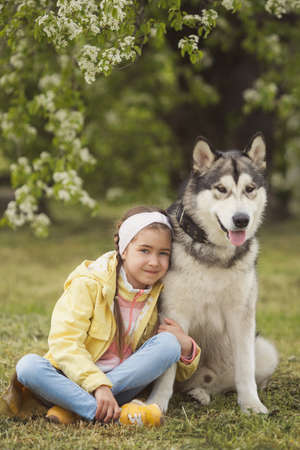 Cute girl sitting on the grass and playing with her funny friend malamute dogの写真素材