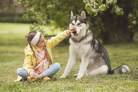 Cute girl sitting on the grass and pet domestic animal. Playing with her funny friend malamute dogの写真素材