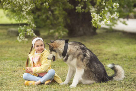 Little girl laughting and sitting on the grass and playing with her funny friend malamute dogの写真素材