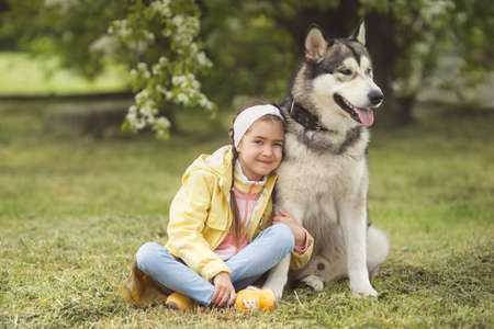 Cute girl sitting on the grass and playing with her funny friend malamute dogの写真素材