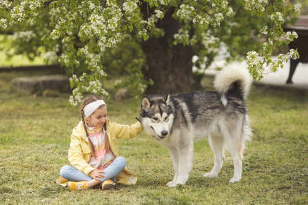 Cute girl sitting on the grass and playing with her funny friend malamute dogの写真素材