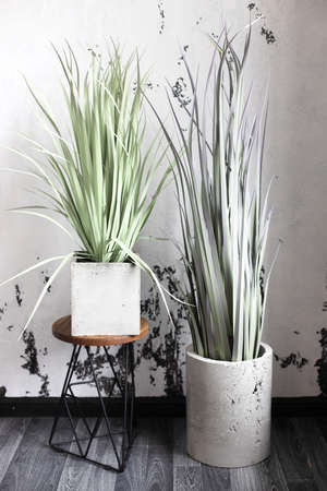 Eco-friendly modern gray interior with decoration houseplants in stone potsの写真素材
