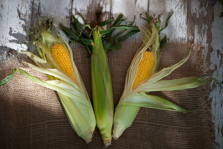 Raw corn cob on a light wooden background. On the burlap. Rustic style.  The concept of a picnic. Harvest. Side viewの写真素材