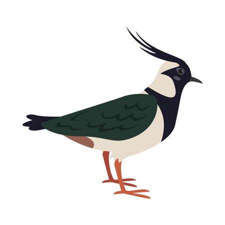 Cartoon lapwing icon on white background. Vector illustration.のイラスト素材