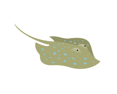 Cartoon stingray fish on white background. Vector illustration.のイラスト素材