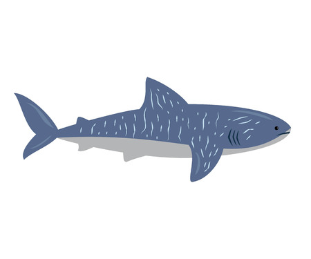 Cartoon shark on white background. Vector illustration.のイラスト素材