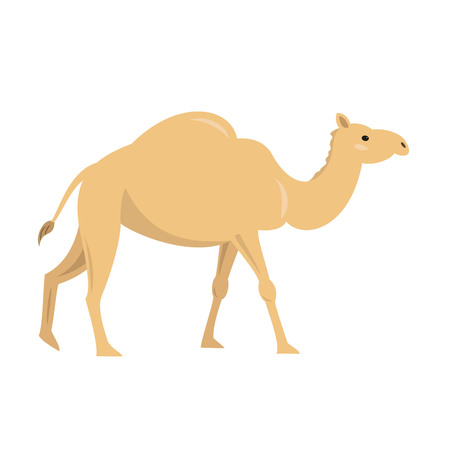 Cute camel on white background. Vector illustration.のイラスト素材