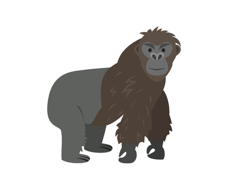 Cute gorilla on white background. Vector illustration.のイラスト素材