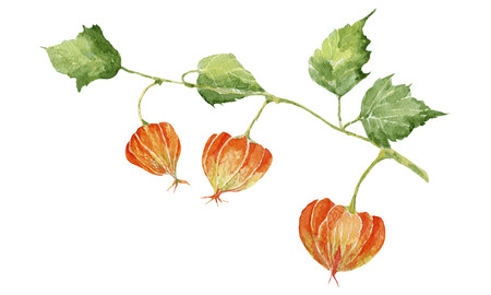 Colorful physalis on white background. Hand drawn watercolor illustration.の写真素材