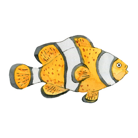 Cute clown fish on white background. Hand drawn watercolor illustration.の写真素材