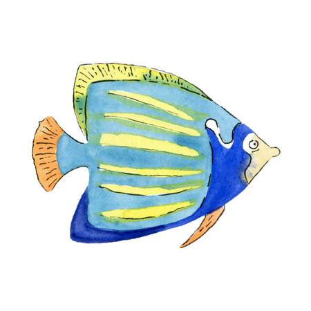Tropical Emperor angelfish on white background. Hand drawn watercolor illustration.の写真素材