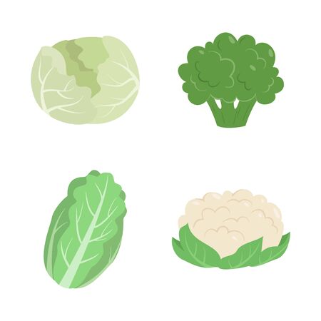 Vegetables set with cabbage, cauliflower, broccoli, and Chinese cabbage. Vector illustration.のイラスト素材