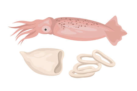 Squid on white background, seafood. Vector illustration.のイラスト素材