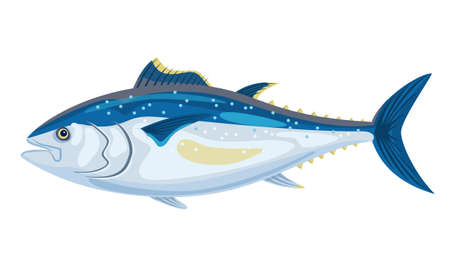 Yellowfin tuna on white background, seafood. Vector illustration.のイラスト素材