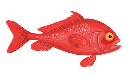 Sea bass fish, ocean perch on white background, seafood. Vector illustration.のイラスト素材