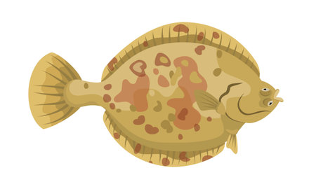 Flatfish on white background, seafood. Vector illustration.