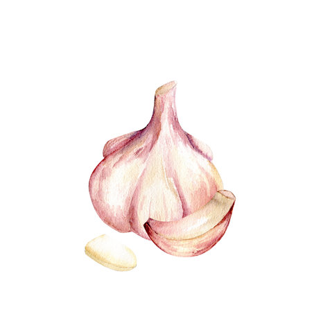 Watercolor hand-drawn garlic composition , isolated elements on white background for kithen, restaurant, menu designの写真素材