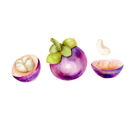 Tropical fruits collection. Watercolor magosteen set for concept designの写真素材