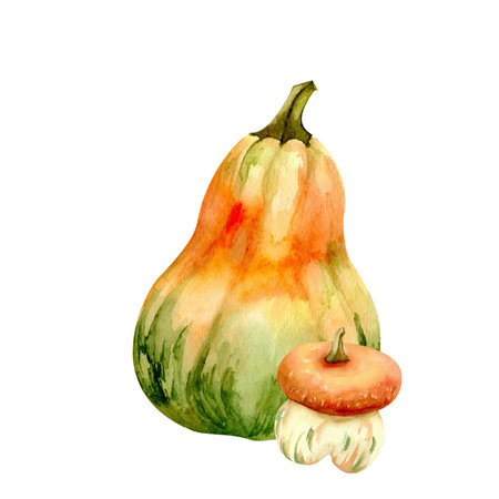 Autumn composition of pumpkins. Two different pumpkins isolated watercolor hand drawnの写真素材