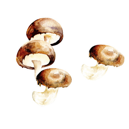 Watercolor brown shitake mushrooms set : tree mashrooms together abd one single element for concept menu, food design. Hand drawn food illustartion isolatedの写真素材