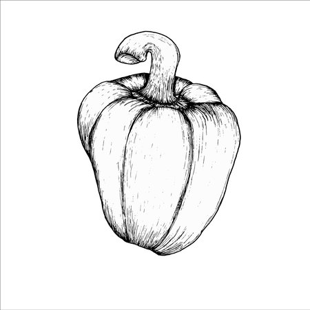 Healthy food vector illustration. Hand drawn line art style of organic food of big sweet Bulgarian pepper for product packing, cafe, restaurant menu designのイラスト素材