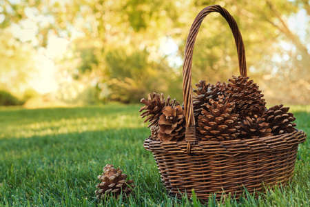 A Basket of Pine Cones in the meadow, Nevada, USAの写真素材
