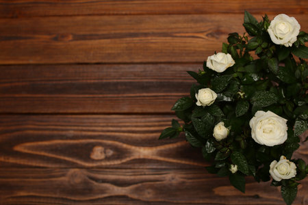 background desktop wood rose white holiday classic on wooden backgroundの写真素材