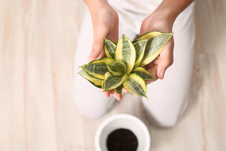 Harmony with nature, home plant succulent close-up in hands, Indoor flower sansevieria. Striped, botanical. Flora for planting in a pot. Small alloe process. Twig. Zebra cactus. Transplanting flowers.の写真素材