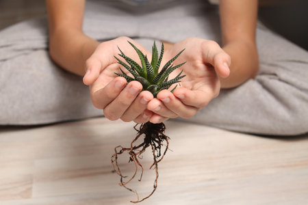 home plant succulent haworthia close-up in hands. Striped, botanical look. Flora for planting in a pot. Small alloe process. Twig. Zebra cactus. Transplanting flowers.の写真素材