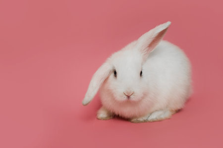 White rabbit on pink background, symbol of Easter celebrationの写真素材