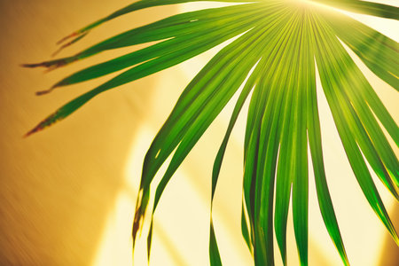 Abstract floral blurred background with palm leaves and sun rays, toned, blurred