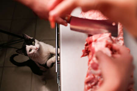 Cat asks piece of meat from the kitchen tableの写真素材