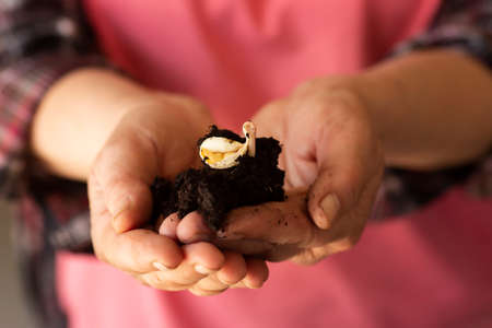 Senior woman holding a sprout of fresh seedlings to plant in the gardenの写真素材