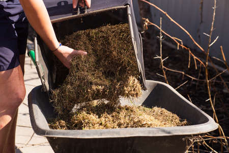 A wheelbarrow cart filled with dry grass cleans the garden and lawn of dry grass in the spring or fall. Removal of plant waste from the yard, siteの写真素材