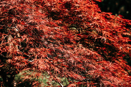 Selective focus of beautiful young red leaves in spring. Nature background