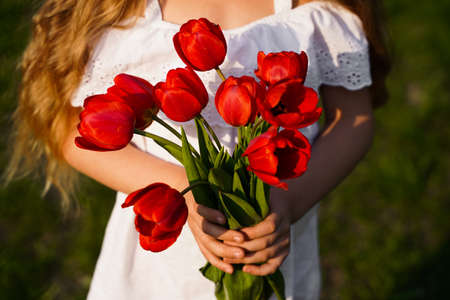 A bouquet of red tulips on the girl handsの写真素材