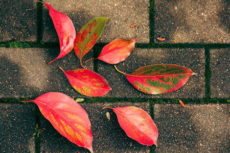 Closeup of a red autumn leaves on the ground