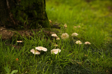 Poisonous toadstool mushrooms in a forest glade in green grass